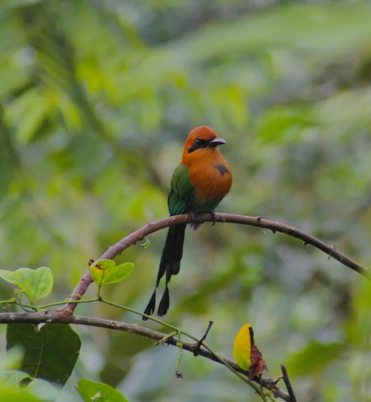 BIRD_1.webp