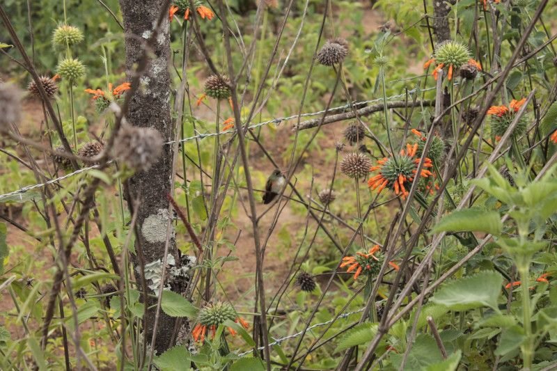 Amazilia Humminbird