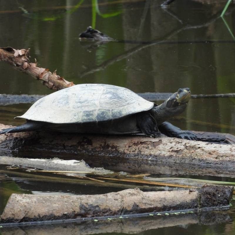 Amazon River Turtle