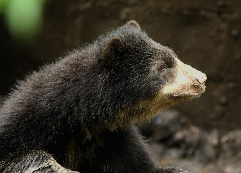 Spectacled bear