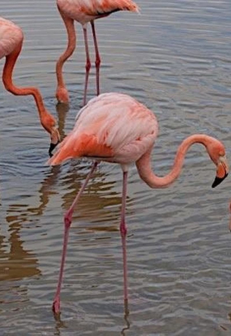 American Flamingo