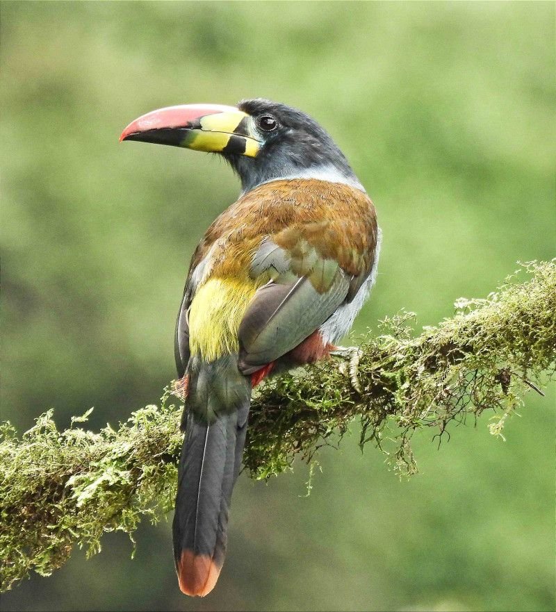 Gray - Breasted Mountain Toucan