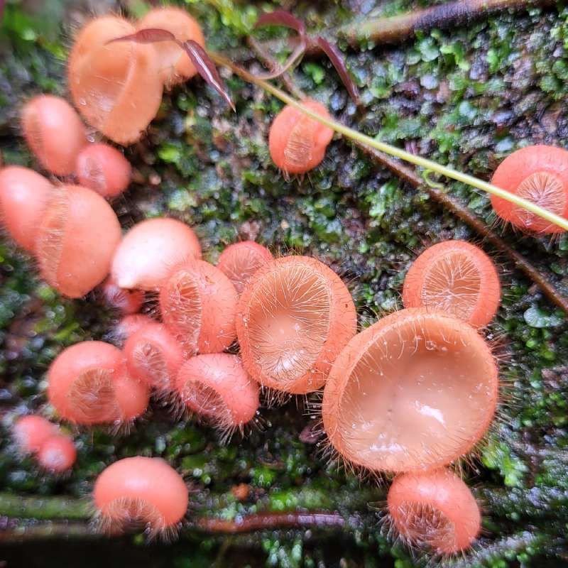 HONGOS