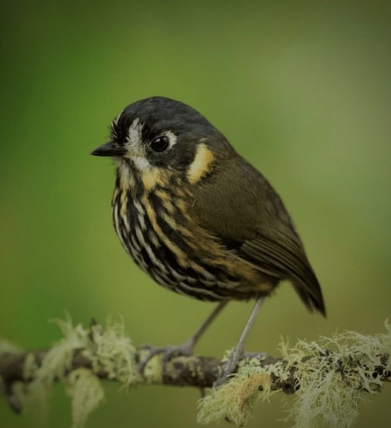 Crescent-faced Antpitta