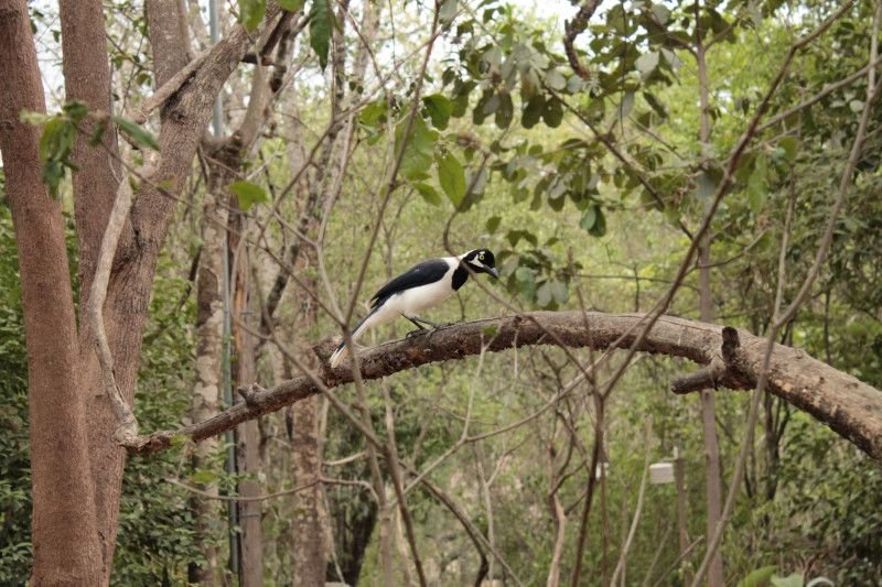 White tailed Jay