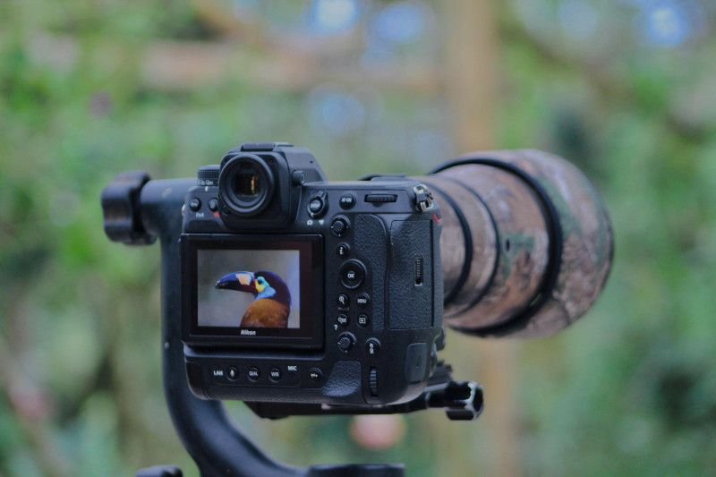 Birding Photography